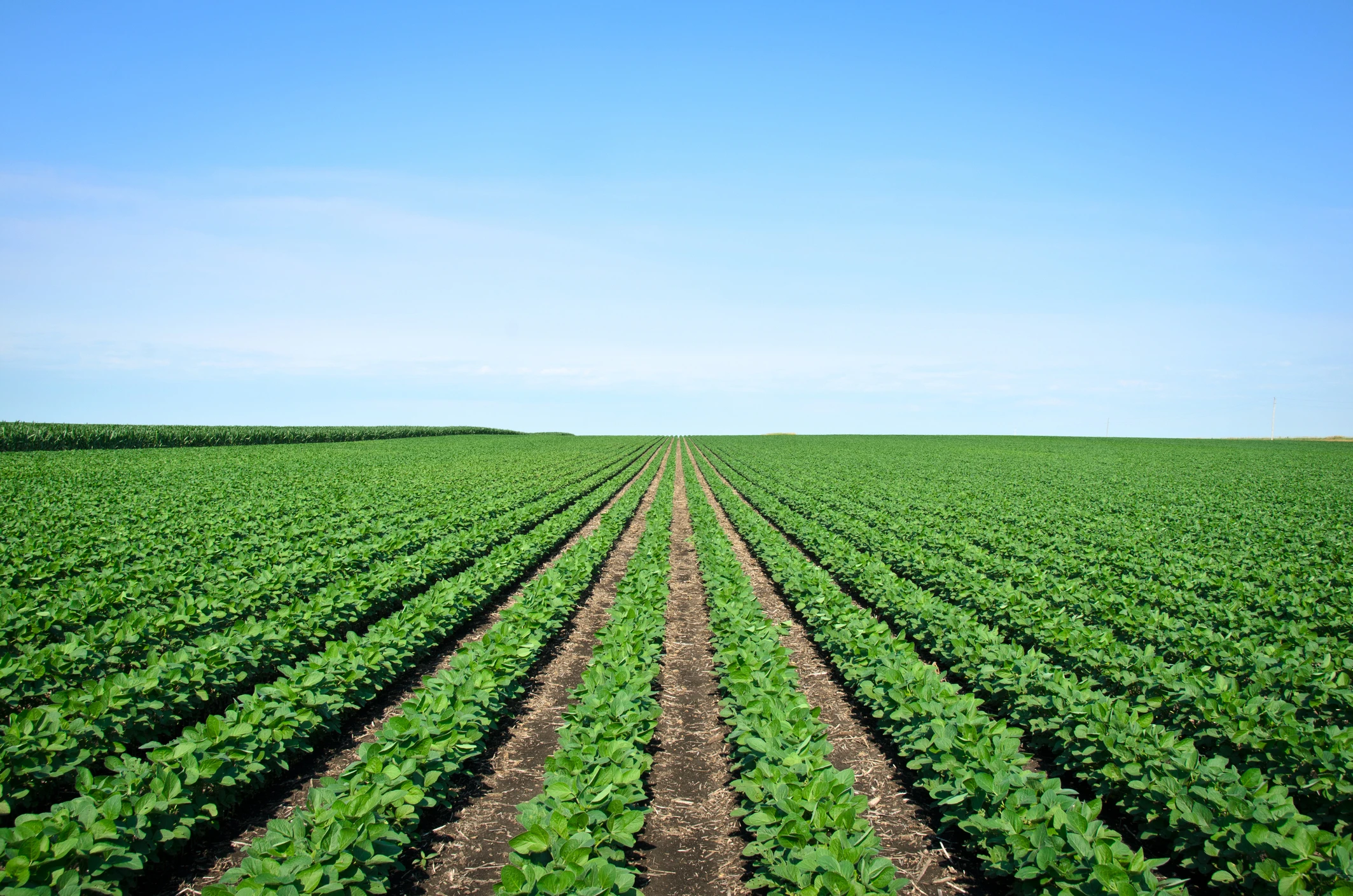 Rows of Iowa soybeans Agriculture